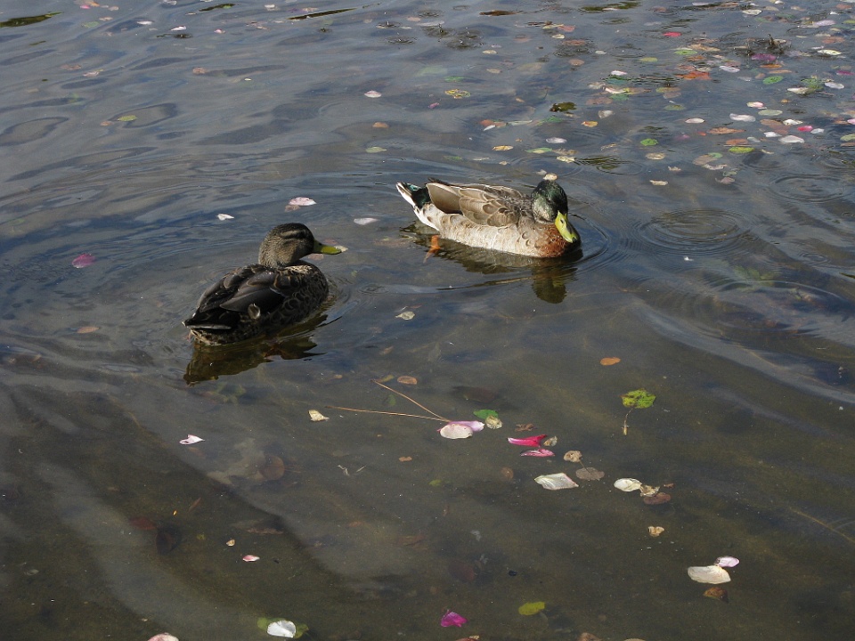 Ducks in the Fountain 2